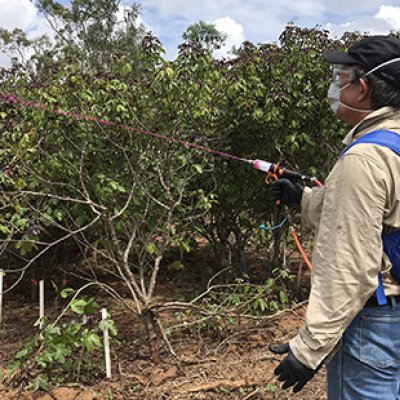 A demonstration of the technique, which involves applying a high concentration jet or ‘splatter’ of herbicide on to foliage.